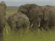 elefanti 57