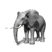 elefanti 81