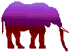 elefanti 87