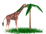 giraffe 17