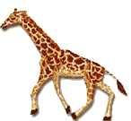 giraffe 28