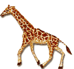 giraffe 28