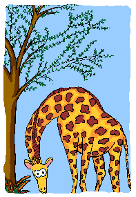 giraffe 49