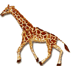 giraffe 54