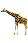 giraffe 57