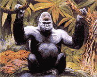 gorilla 6