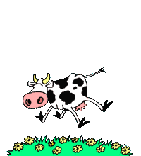 mucche 189