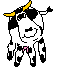 mucche 221