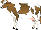 mucche 225