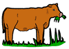 mucche 236
