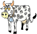 mucche 248