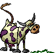 mucche 301