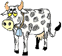mucche 307