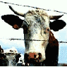 mucche 318