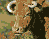 mucche 61