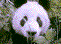 panda 2