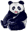 panda 31