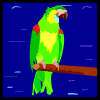 pappagalli 35