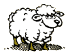 pecore 35