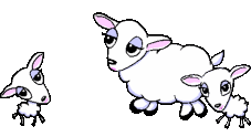 pecore 95