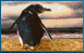 pinguini 137