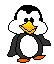 pinguini 144