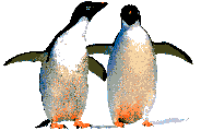 pinguini 177