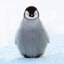 pinguini 32