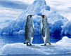 pinguini 54