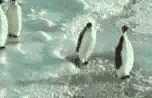 pinguini 61