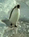 pinguini 85