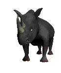 rinoceronti 18