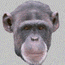 scimmie 135