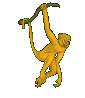scimmie 181
