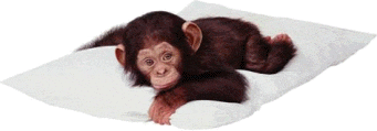 scimmie 23