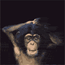 scimmie 41
