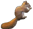 scoiattoli 19
