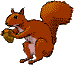 scoiattoli 6