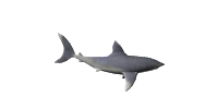 squali 41