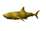 squali 43