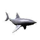 squali 53