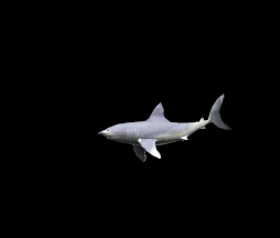 squali 66
