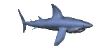 squali 98