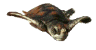 tartarughe 106