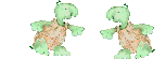 tartarughe 108