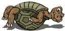 tartarughe 12