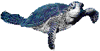 tartarughe 82