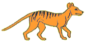 tigre leone 15