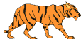 tigre leone 31