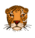 tigre leone 43